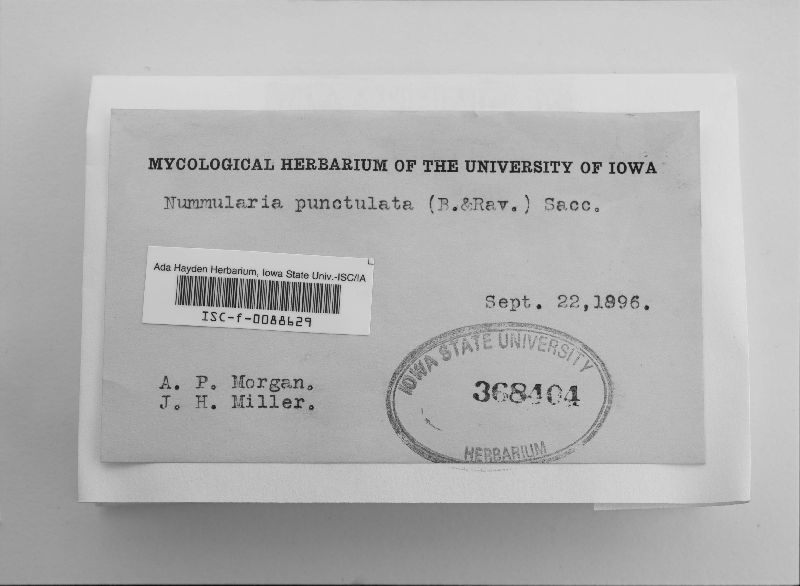 Nummularia punctulata image