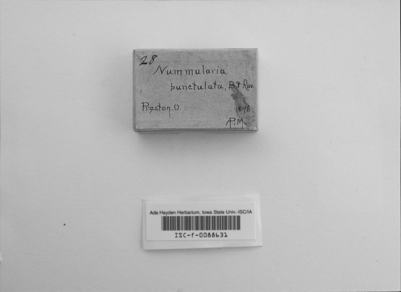 Nummularia punctulata image