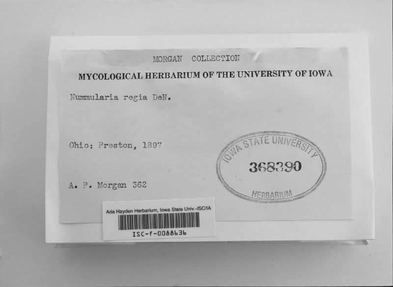 Biscogniauxia mediterranea var. mediterranea image