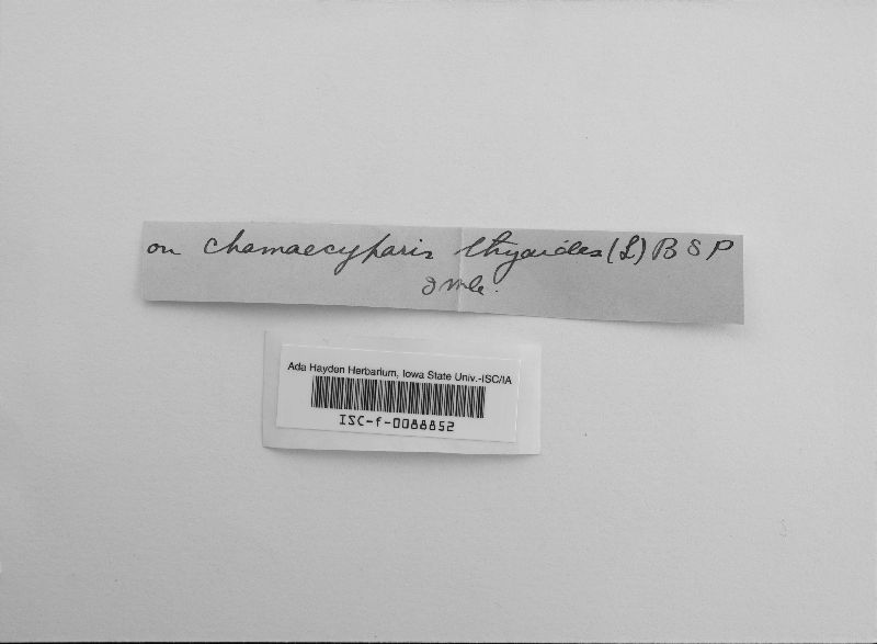 Gymnosporangium ellisii image