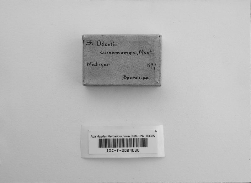 Odontia cinnamomea image