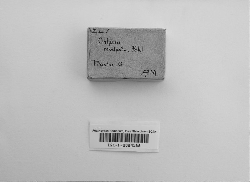 Ohleria modesta image