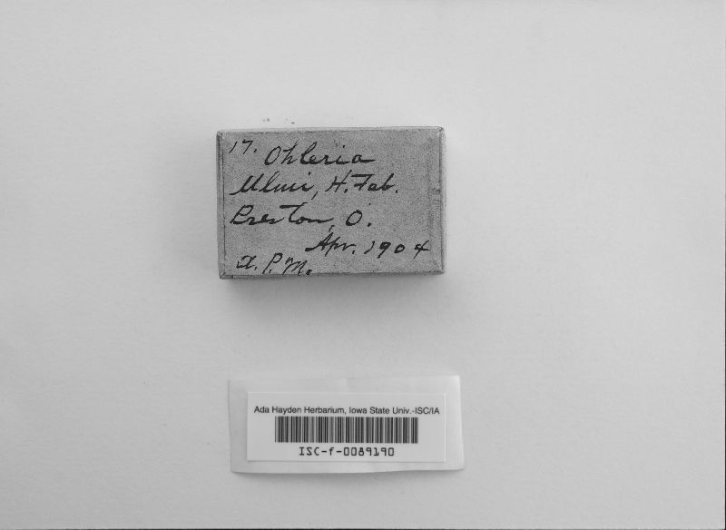 Ohleria ulmi image