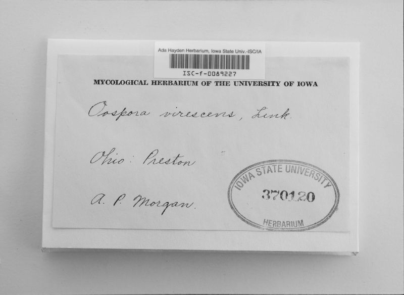Oospora virescens image