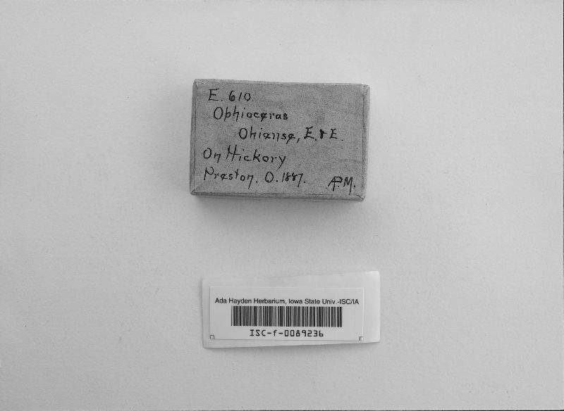 Ophioceras ohiense image
