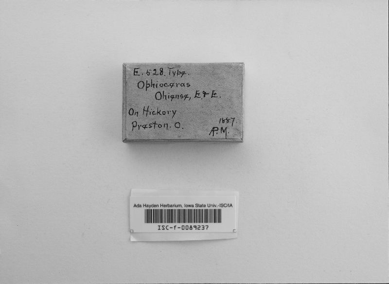 Ophioceras ohiense image