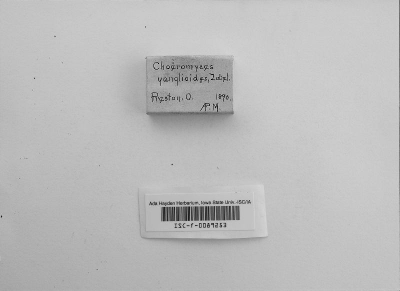Pachyphloeus citrinus image