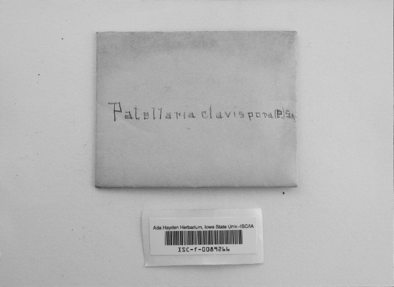 Hysteropatella clavispora image