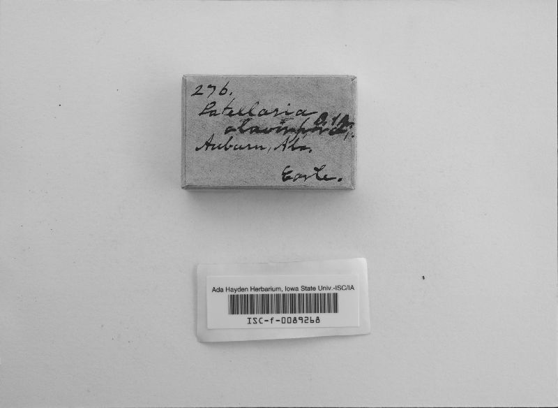 Patellariopsis clavispora image