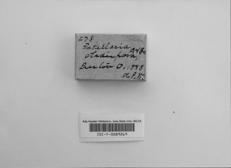 Patellariopsis clavispora image