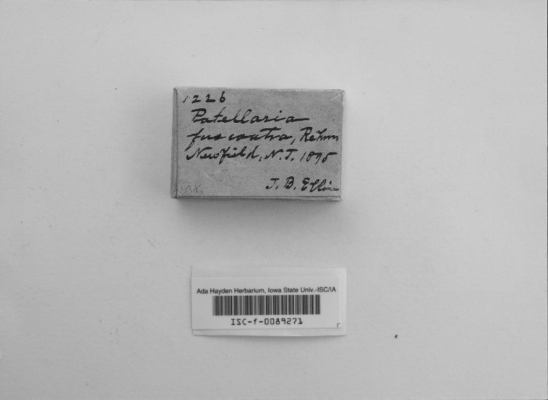 Lecidea fuscoatra image