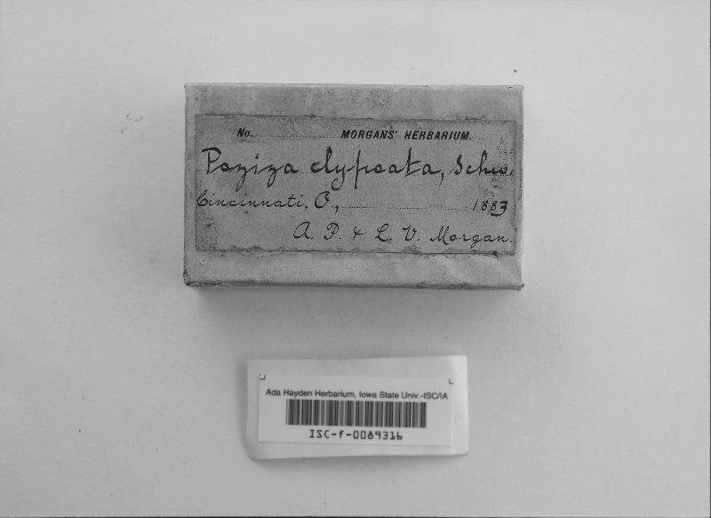Peziza clypeata image