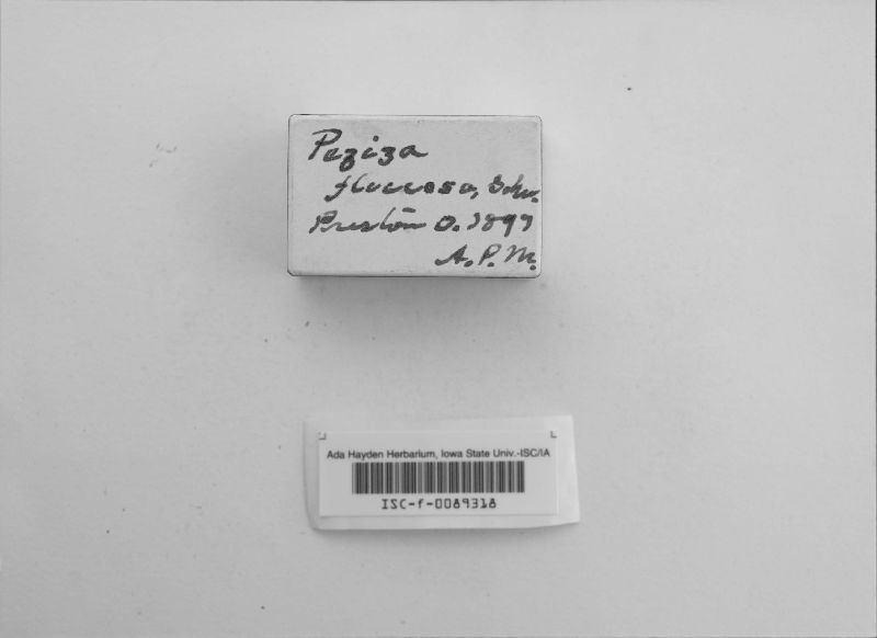 Peziza floccosa image
