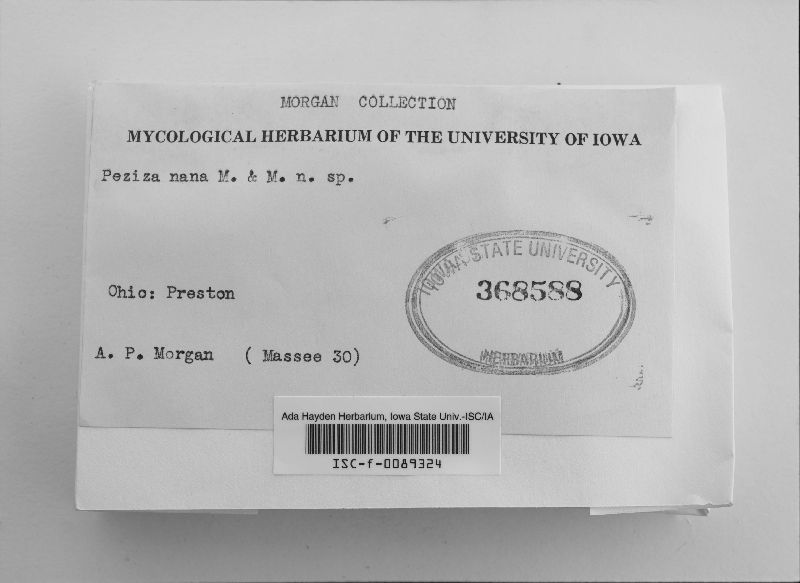 Peziza nana image