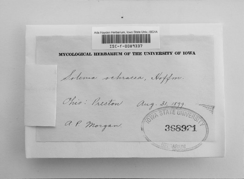 Phaeocyphellopsis ochracea image