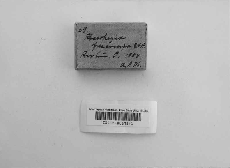 Phaeopezia fuscocarpa image