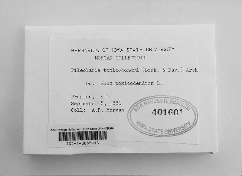 Pileolaria toxicodendri image