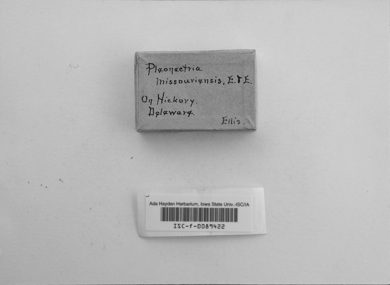 Pleonectria missouriensis image