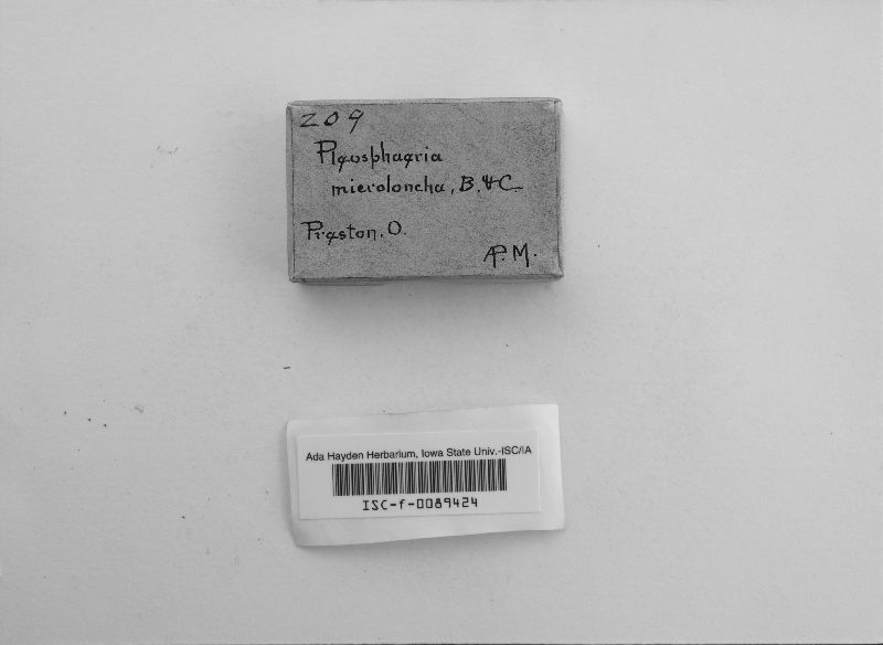 Pleosphaeria microloncha image