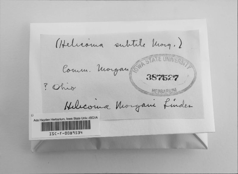 Helicoma morgani image