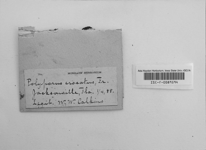 Phellinus crocatus image