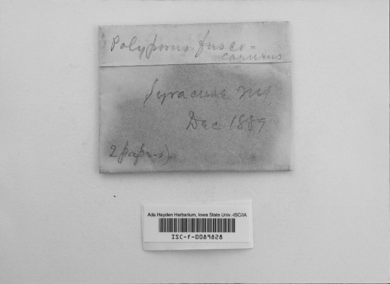 Polyporus fuscocarneus image