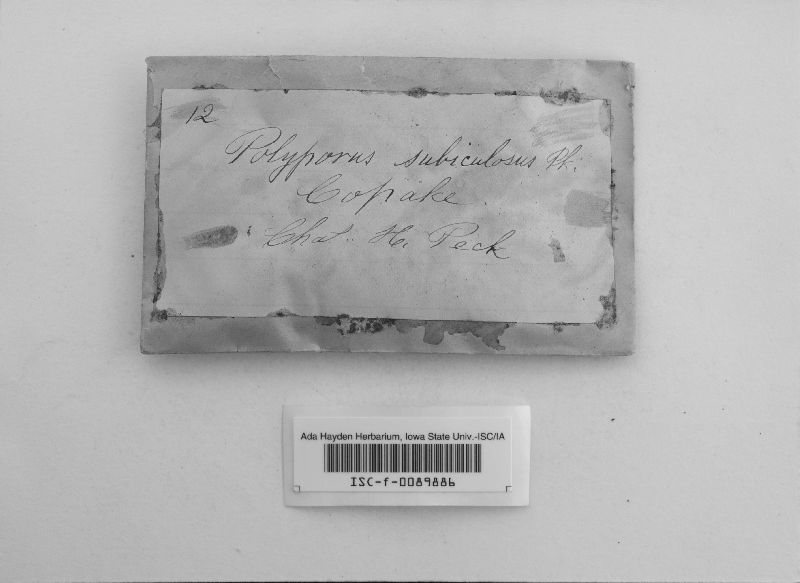 Inonotopsis subiculosa image