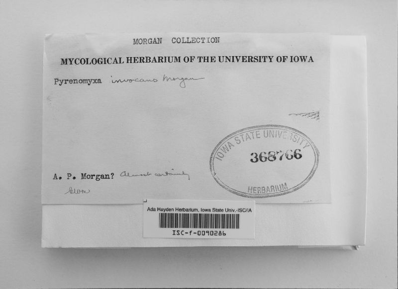 Pyrenomyxa invocans image