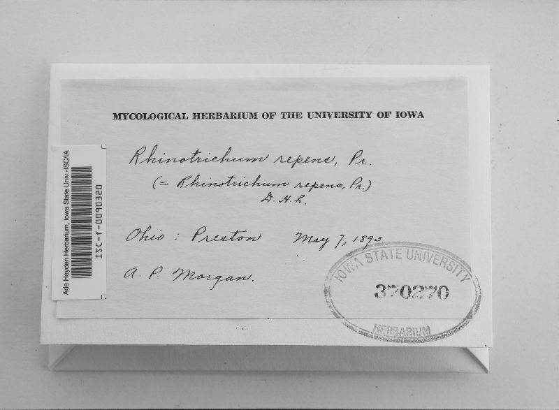 Rhinotrichum repens image
