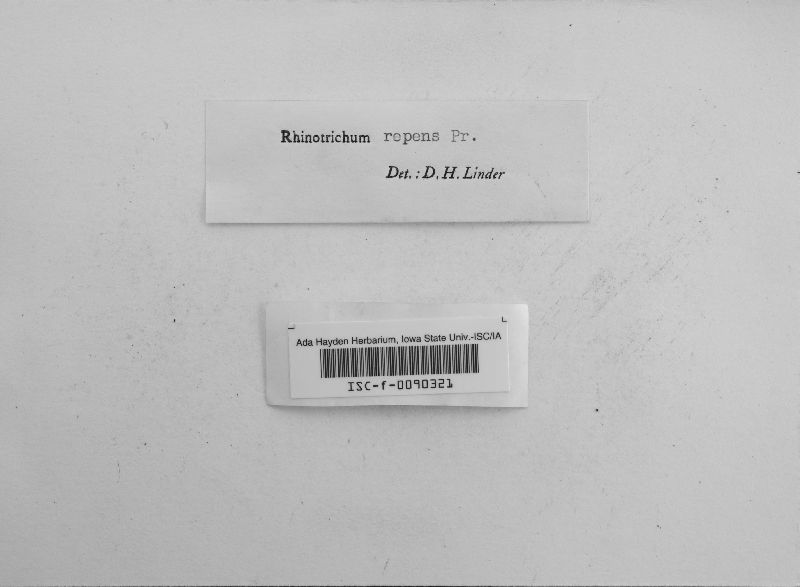 Rhinotrichum repens image