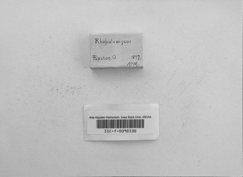 Clavochytridium image