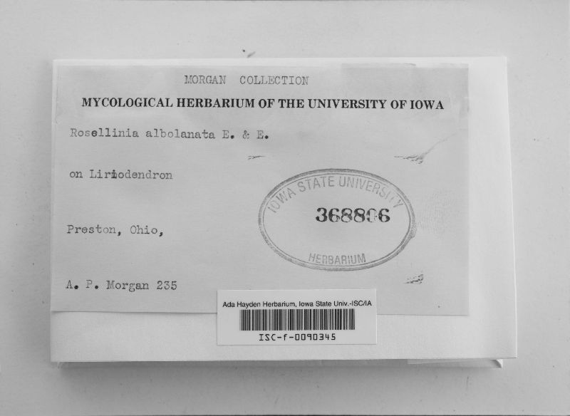Rosellinia albolanata image