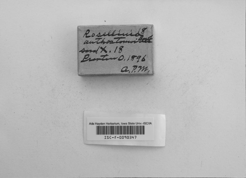 Rosellinia anthostomoides image