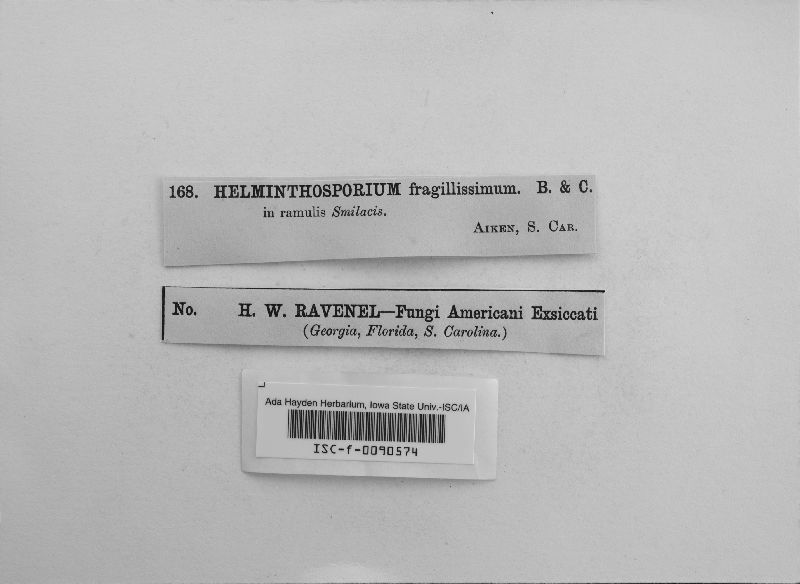 Helminthosporium fragilissimum image