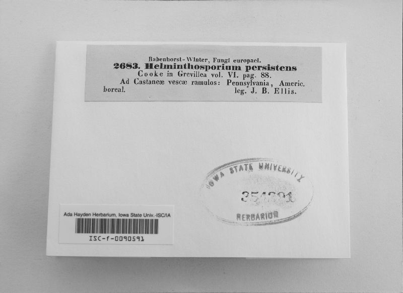 Helminthosporium persistens image