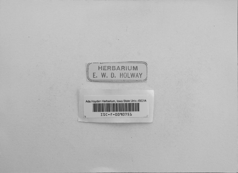 Hormomyces fragiformis image