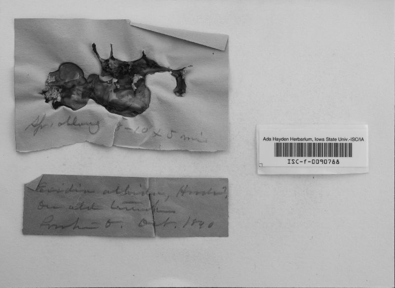 Exidia albida image
