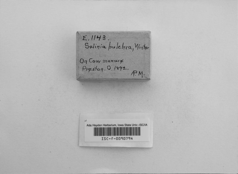 Selinia pulchra image