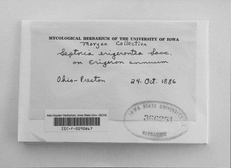 Cyphellopsis anomala image