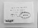 Puccinia recondita image
