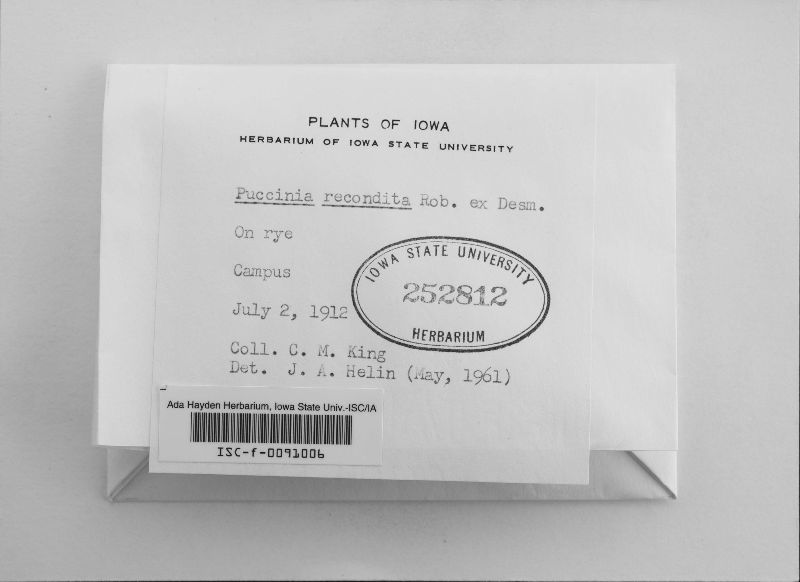 Puccinia recondita image