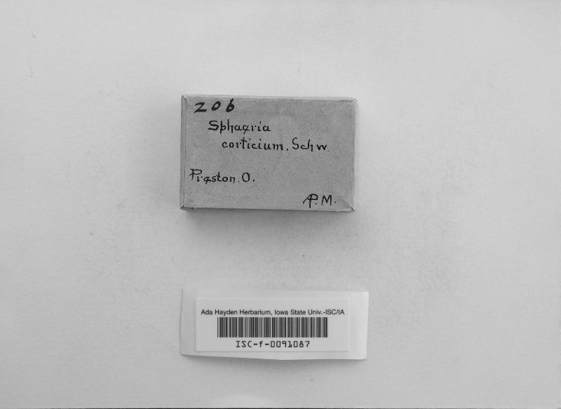 Rosellinia corticium image