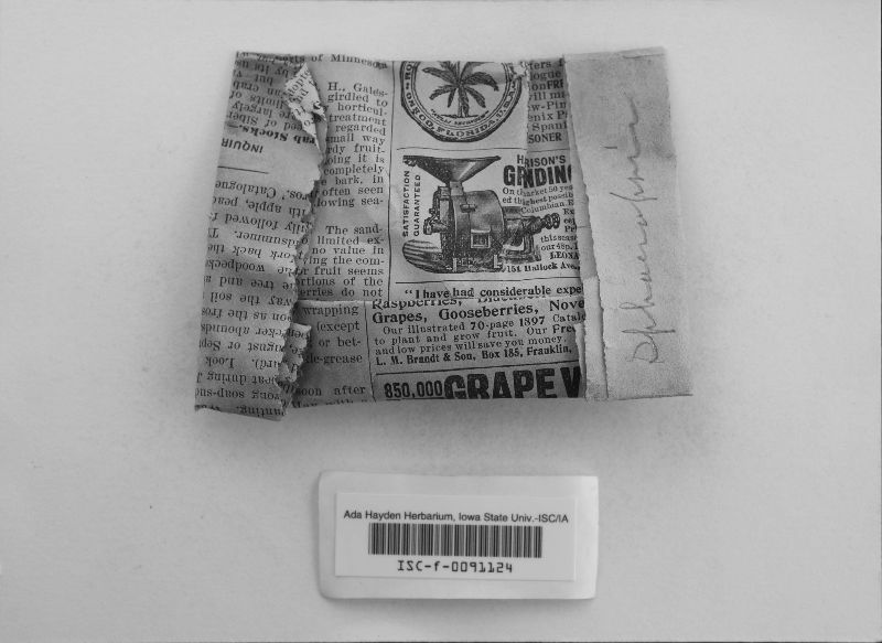 Sphaeropsis caryae image