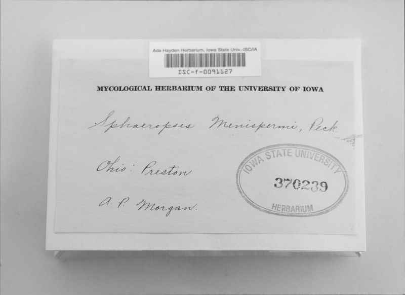 Sphaeropsis menispermi image