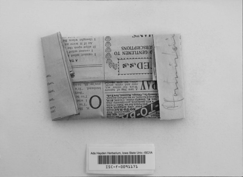 Sporidesmium vagum image