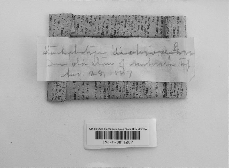 Stachybotrys dichroa image