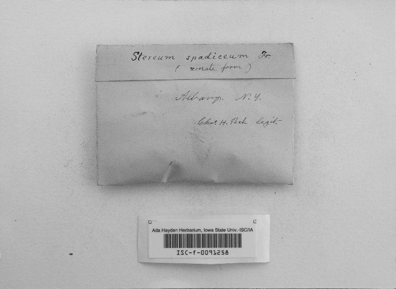 Porostereum spadiceum image