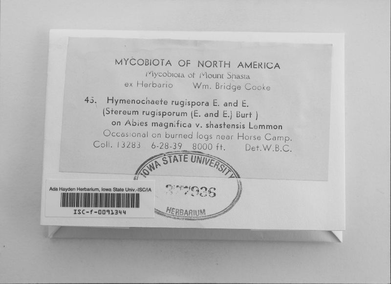 Hymenochaete rugispora image