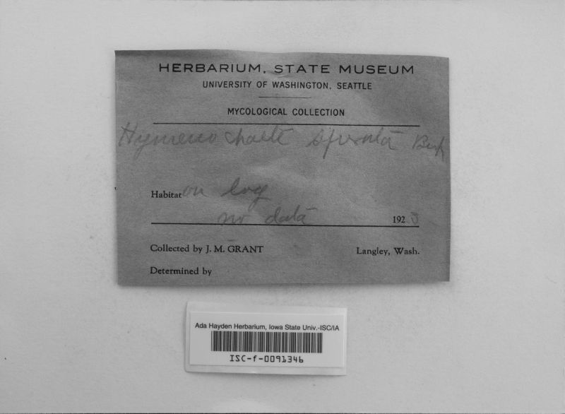 Hymenochaete spreta image