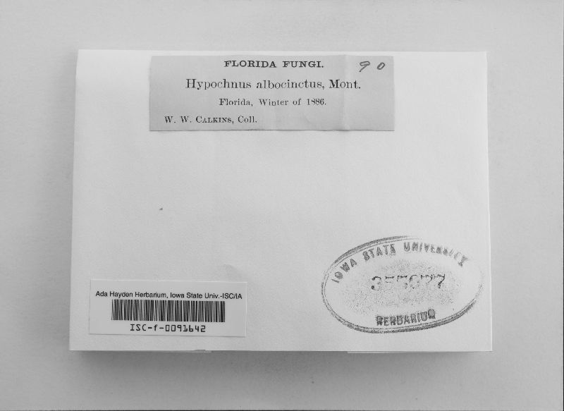 Hypochnus albocinctus image